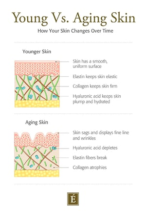 young skin vs. aging skin cross section