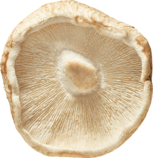 Shiitake Mushroom Image